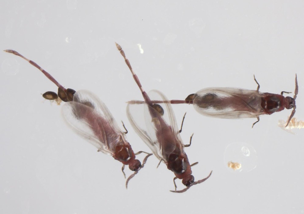 Самки недавно открытого вида насекомых используют самцов как транспорт