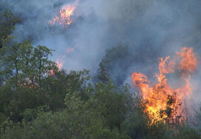 Произошел пожар в Джалилабадском лесничестве