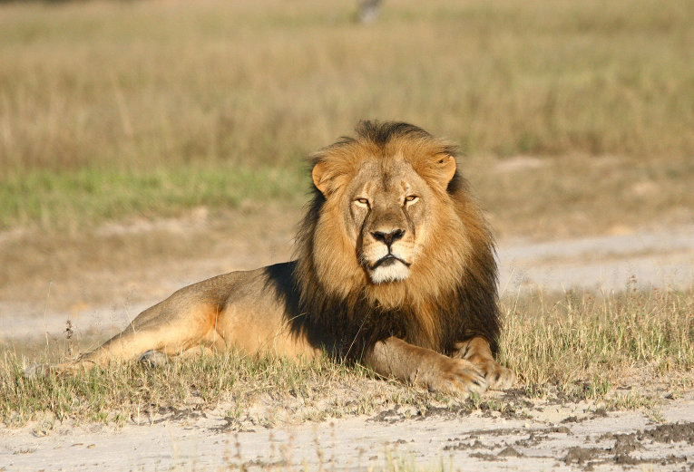 Еще один американец заподозрен в незаконном убийстве льва в Зимбабве