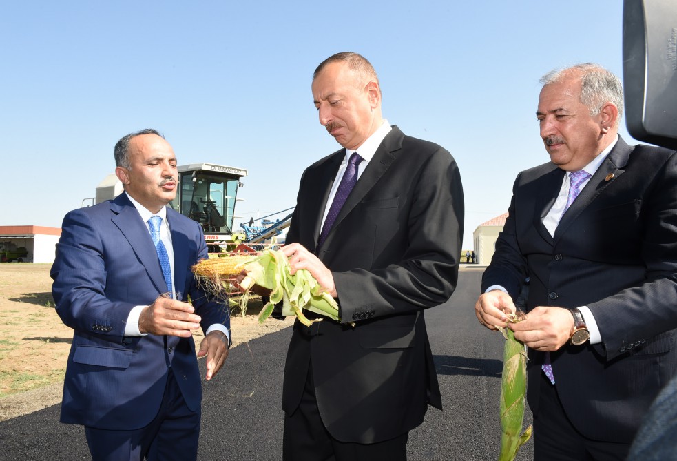 Президент Ильхам Алиев ознакомился с зерновым хозяйством ООО «Авангард» в Джалилабадском районе - ФОТО