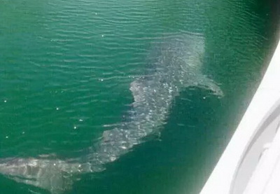 Огромная китовая акула подплыла к набережной Dubai Marina - ФОТО - ВИДЕО