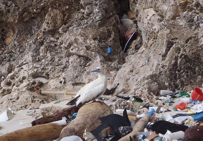 Ученые: желудки 90% морских птиц оказались заполнены пластиком