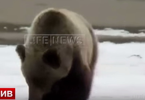 Медведь напал на людей, которые снимали его на видео - ВИДЕО