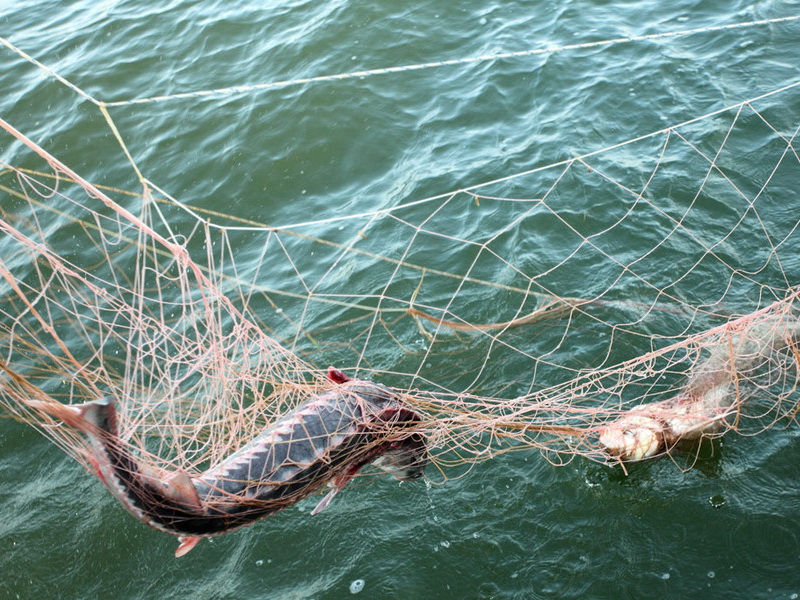 В Азербайджане начаты широкомасштабные рейды против незаконной ловли рыбы