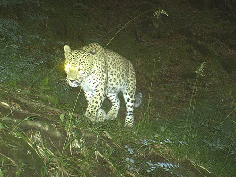 Переднеазиатский леопард — гордость Кавказа