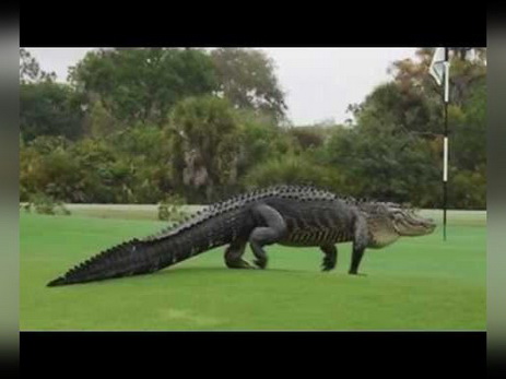 Опубликовано видео «прогулки» аллигатора по полю для гольфа в США - ВИДЕО