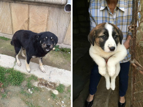 О человеческой жестокости и милосердии: две истории о бакинских собаках, которые заставят прослезиться – ФОТО – ВИДЕО