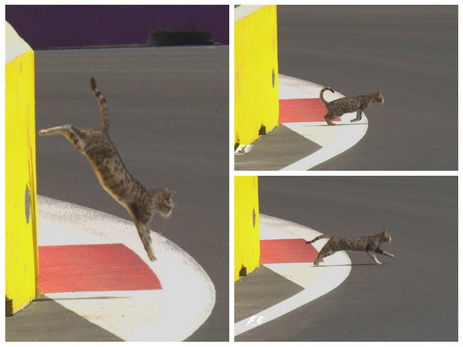 Кот выбежал на трассу во время гонки Формулы-1 в Баку - ФОТО