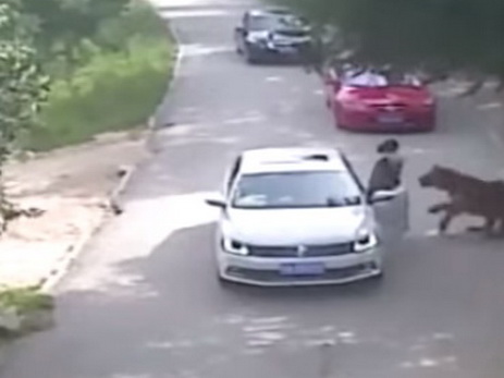 Нападение тигра на посетителей парка в Китае попало на видео
