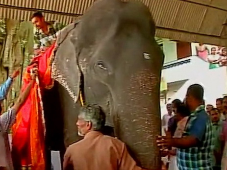 В Индии устроили праздник для «самого старого» в мире слона - ФОТО