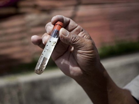 В Сингапуре зафиксировали более 40 случаев заражения вирусом Зика