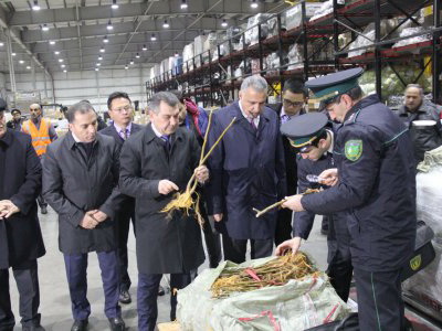 В Азербайджан доставлен 1 млн тутовых саженцев из Китая – ФОТО