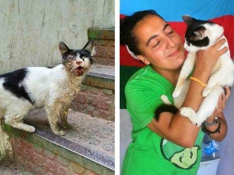 «Кошкин дом» Афаг Гурбановой: как подарить вторую жизнь покалеченным бездомным животным – ФОТО