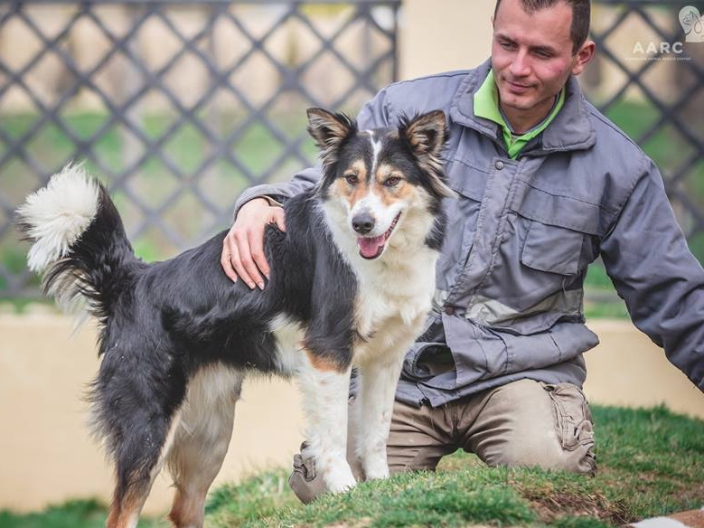 В Баку закрывается приют для собак и кошек, животных раздают в добрые руки - ФОТО