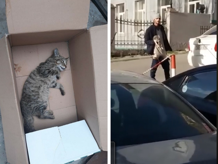 В Баку соседи избили молодого человека, душившего кошек и собак – ФОТО – ВИДЕО
