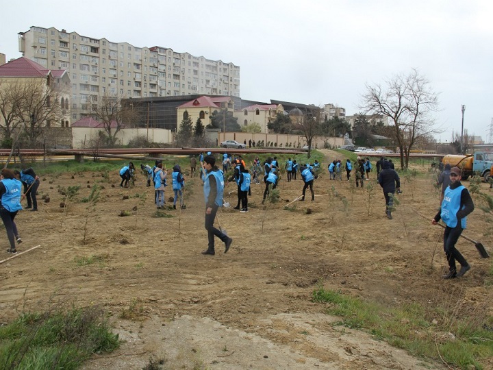 IDEA ağacəkmə aksiyalarına başlayıb – FOTO