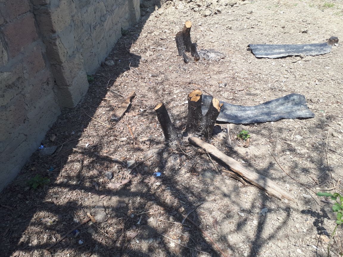 Житель Баку, срубивший 27 деревьев, свалил все на кроликов: «Срубил и правильно сделал!» – ФОТО – ВИДЕО – ОБНОВЛЕНО