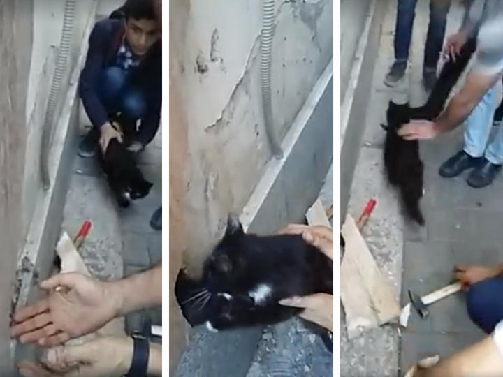 В Баку мужчина спас котенка, сломав стену собственного объекта - ВИДЕО