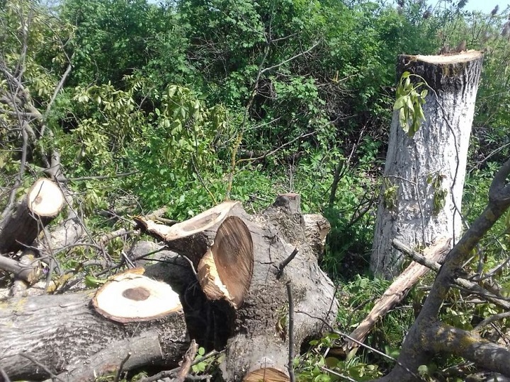 Lerikdə 75 ağacın qanunsuz kəsilməsi ilə bağlı cinayət işi başlanıb