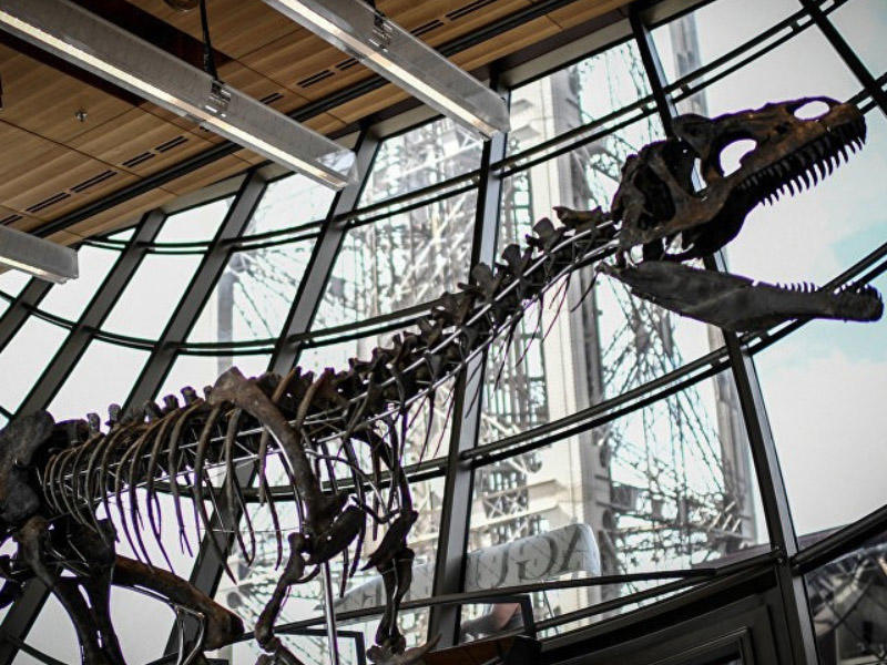 Dinozavrın skeleti 2 milyon avroya satıldı