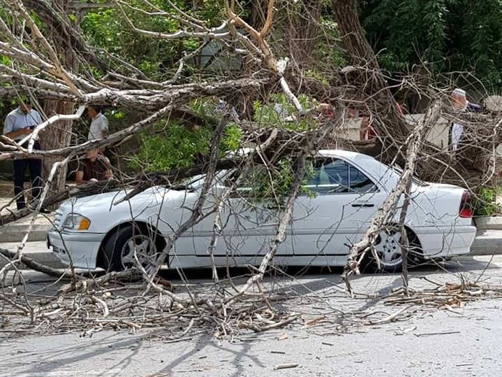И снова о деревьях: в Баку высохшее дерево рухнуло на Mercedes – ФОТО - ВИДЕО