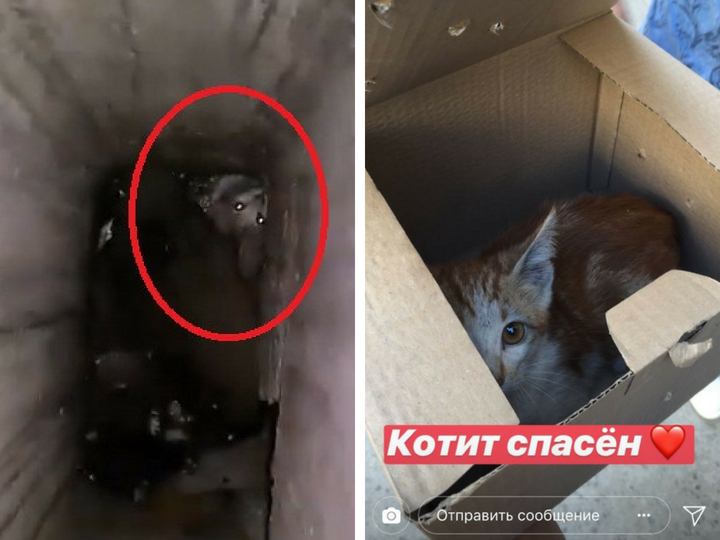 Котенок спасен из 32-метровой шахты вентиляции в Сумгайыте – ФОТО – ВИДЕО - ДОПОЛНЕНО