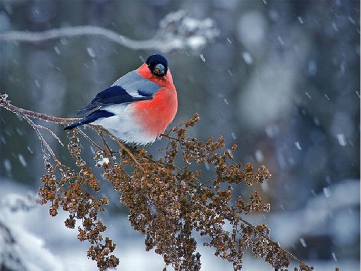 Meteoroloqlardan qar xəbərdarlığı