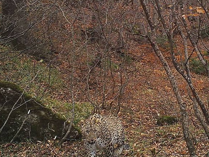 Редкий переднеазиатский леопард вновь замечен в Талышских горах – ФОТО – ВИДЕО