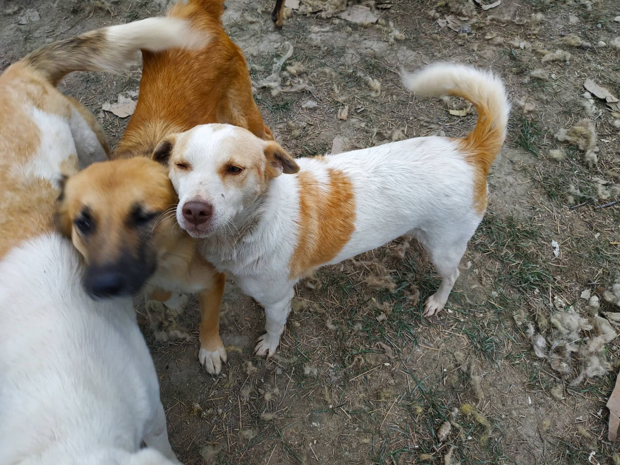 Приют для собак в Хачмазе нуждается в помощи: «Мы кормим собак хлебом, они голодные, среди них есть инвалиды» - ФОТО  