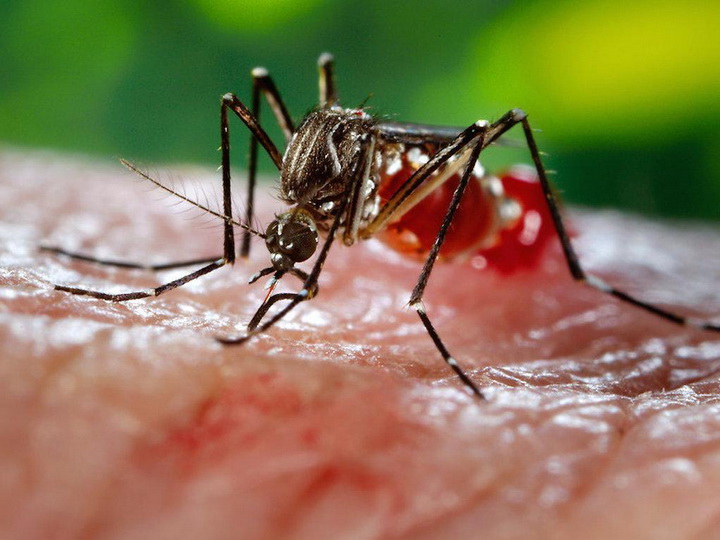 В Таиланде объявили эпидемию лихорадки денге