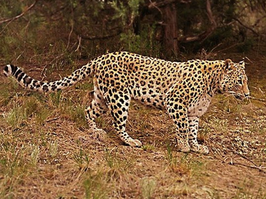 Процесс восстановления популяции переднеазиатских леопардов на Кавказе может продлиться 20-25 лет