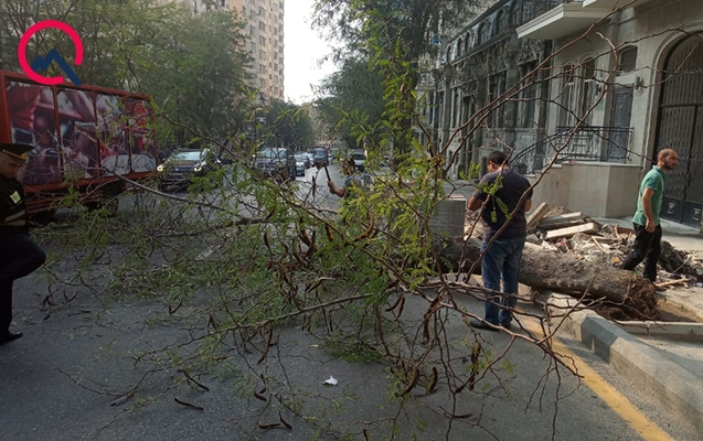 Началось: Штормовой ветер валит деревья в Баку - ФОТО