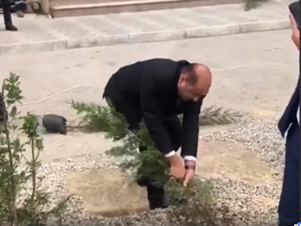 «Госчиновники вырывают деревья в Баку»: По следам скандального ролика – ВИДЕО