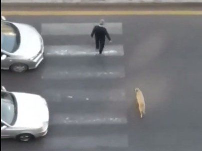 Добрый самаритянин: В Баку пешеход помог собаке перейти дорогу по зебре – ВИДЕО