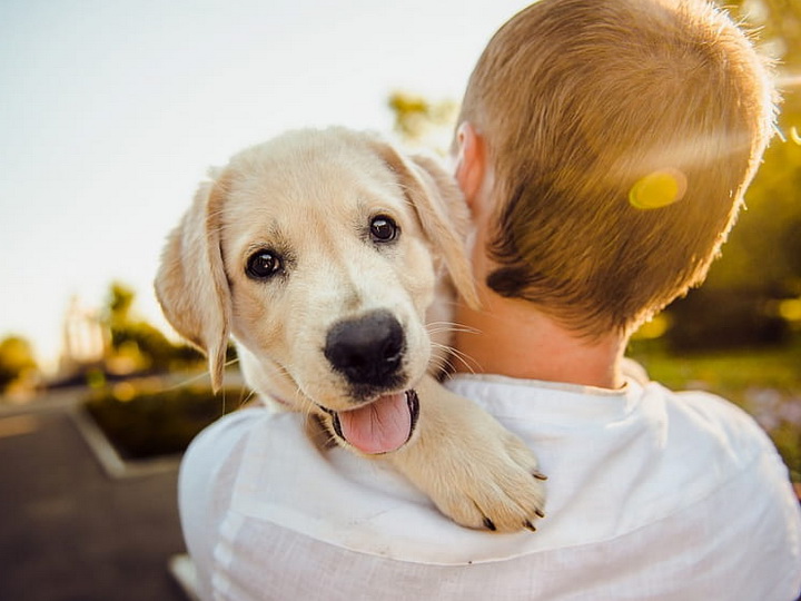Ученые: Наличие в доме собаки снижает риск смерти хозяина