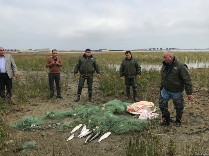 На Абшероне очищают Каспий от синтетических сетей, губящих рыбу - ФОТО
