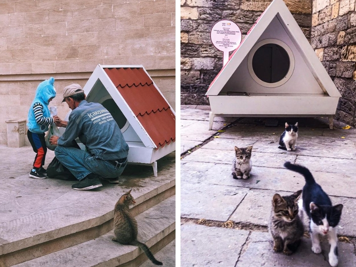 В Ичери шехер появился новый домик для бездомных кошек – ФОТО