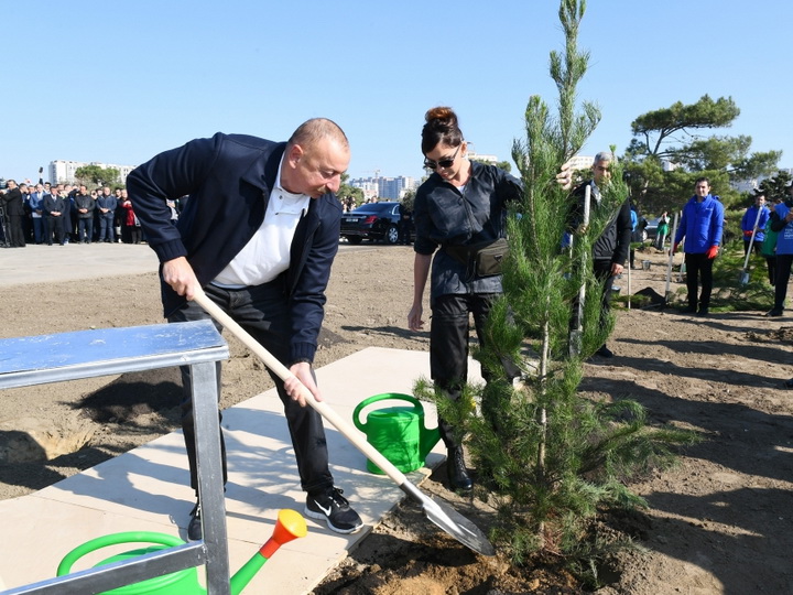 Президент Ильхам Алиев и первая леди Мехрибан Алиева приняли участие в акции по посадке деревьев в Хатаинском районе Баку - ФОТО