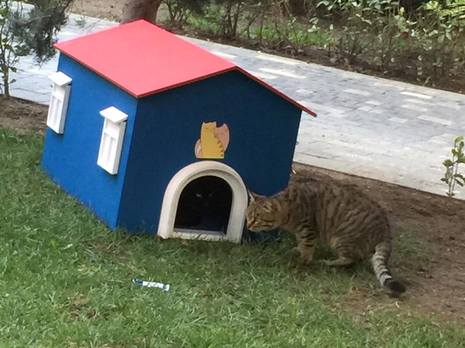 Волна добра: Домики для кошек появились в Наримановском районе Баку – ФОТО