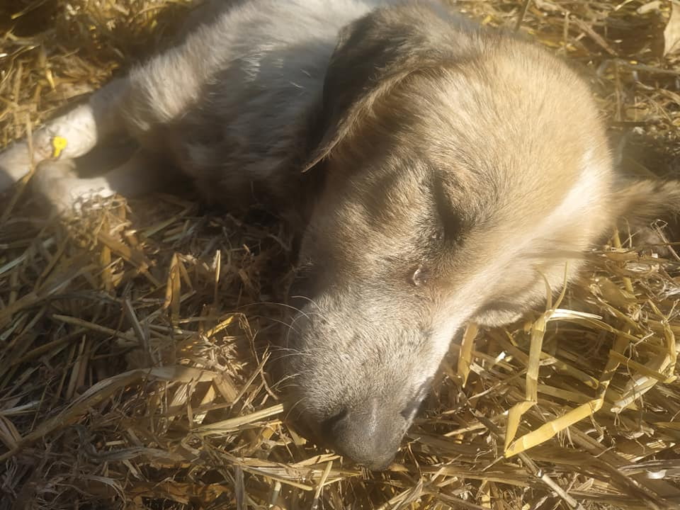Хозяйка приюта в Хачмазе: «Моих собак отравили!» - ФОТО