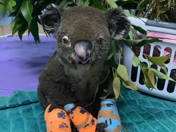 Грустный финал для коалы, спасенной из лесного пожара: ожоги оказались несовместимыми с жизнью – ФОТО – ВИДЕО