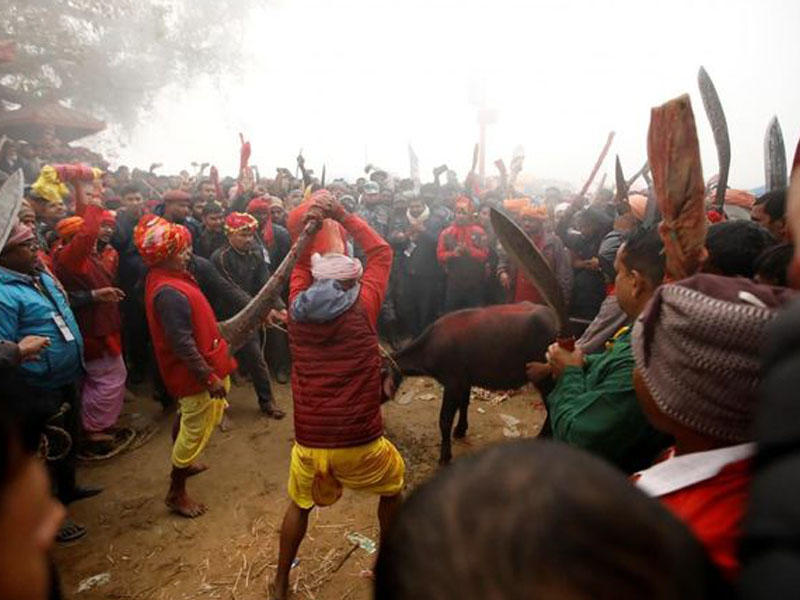 Qanlı bayram: Nepalda 100 min heyvan qurban kəsildi – FOTO