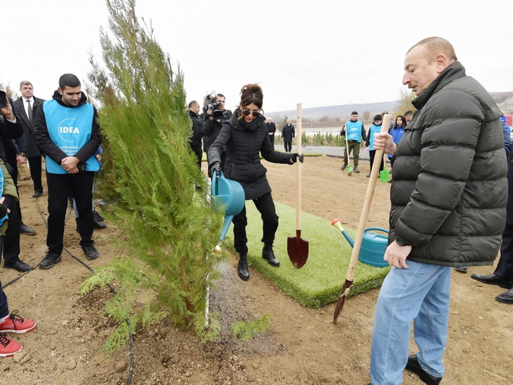 Президент Ильхам Алиев и первая леди Мехрибан Алиева приняли участие в акции по посадке деревьев в Шамахе - ФОТО