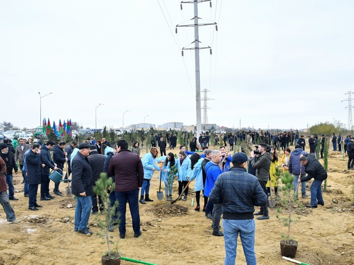 В ходе экологической акции, проходившей по инициативе Первого вице-президента Мехрибан Алиевой, было посажено более 650 тысяч деревьев - ФОТО