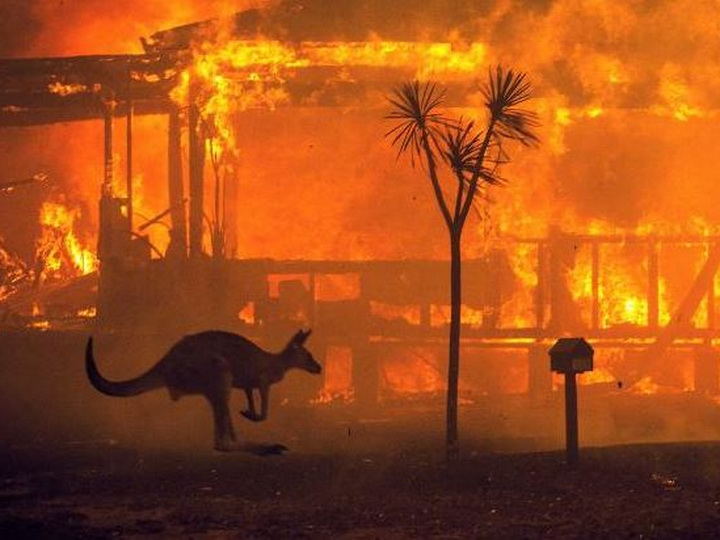 Экологический суицид: как власти Австралии «вносят вклад» в убийство планеты - ФОТО - ВИДЕО