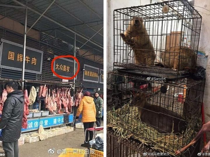 Коалы, крысы, змеи: Эпицентр смертоносного вируса в Китае - рынок, где продавали диких животных как еду - ФОТО - ВИДЕО
