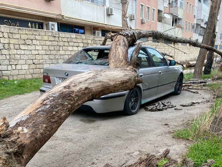 Во дворе бакинской больницы на автомобиль упало дерево - ФОТО - ВИДЕО