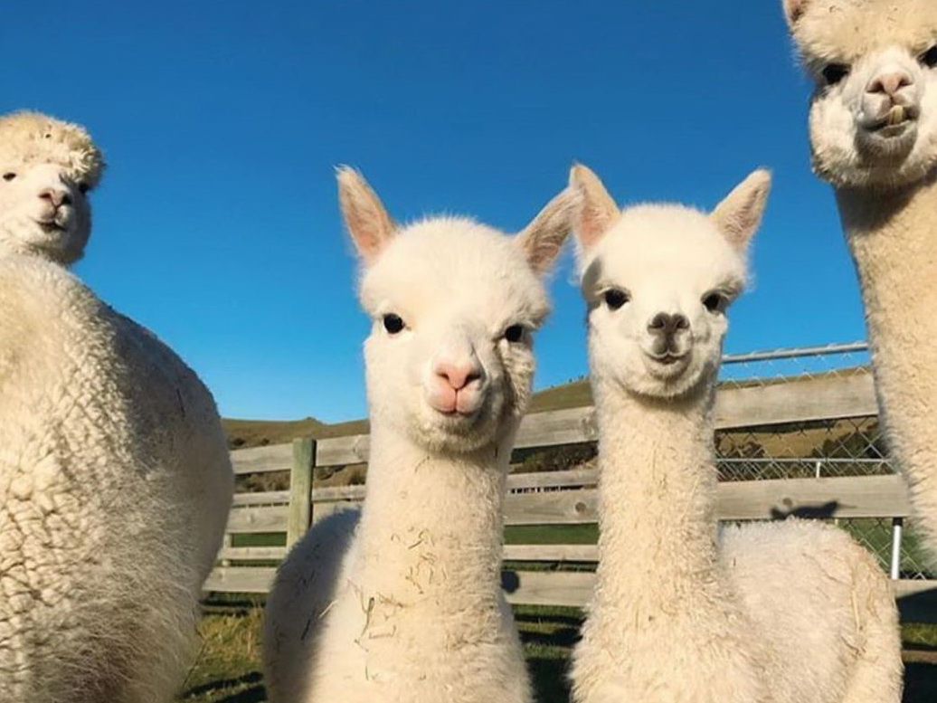 В Азербайджане появилась первая ферма по разведению альпака – животных с уникальной шерстью - ФОТО