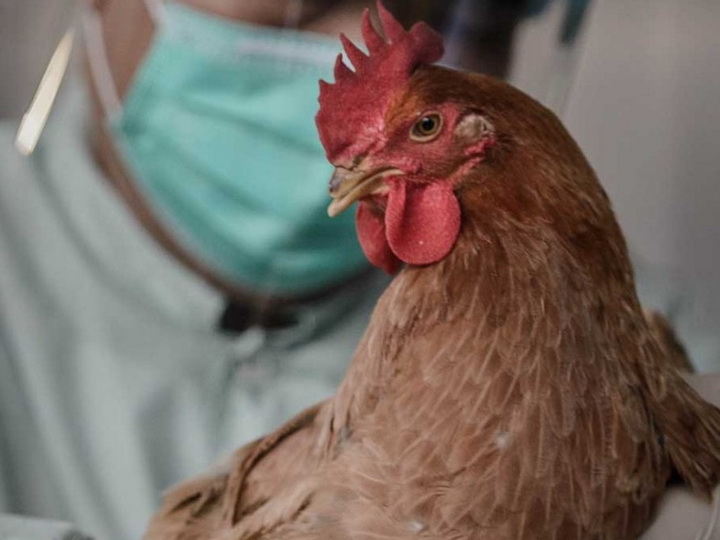 Подготовлен список продукции с высоким риском заражения птичьим гриппом и коронавирусом