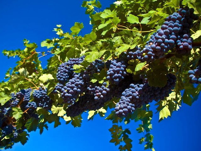 Виноградарство: по программе возрождения отрасли